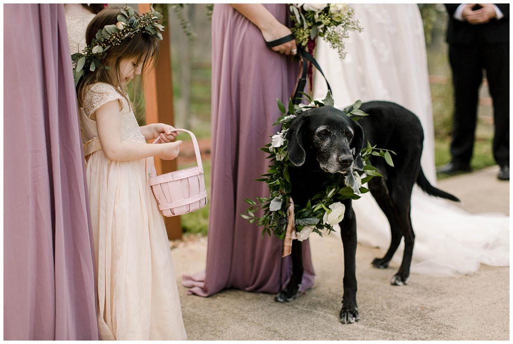 dog at wedding ceremony with flower sash